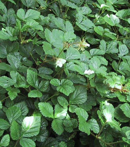 Rubus tricolor